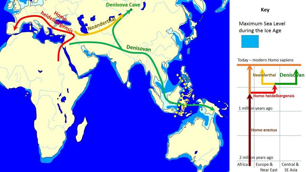 Evidence of Homo Sapiens Early modern humans eventually spread all over the world, while Neanderthals lived mostly in Europe and western