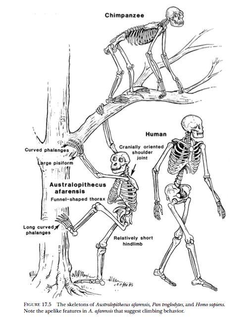 Bipedalism - Defining Hominin feature Hominin bipedalism differs from nonhuman primate locomotion in two