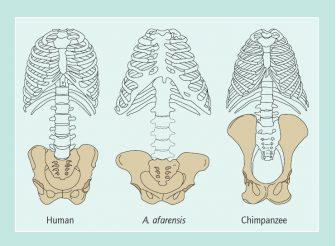 Geologic record of the primates to us Evidence of bipedalism
