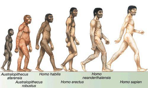Geologic record of the primates to us Evidence of bipedalism in the fossil record -Foramen