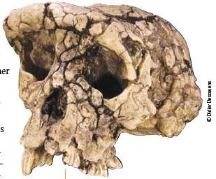 First possible hominin Sahelanthropus - first possible hominin ~6
