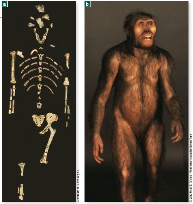 Representative australopiths Australopithecus afarensis 4-3 mya East Africa (several sites)