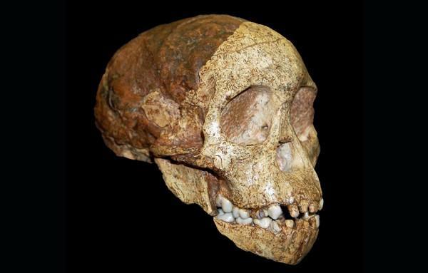 Representative australopiths Australopithecus africanus 3-2.