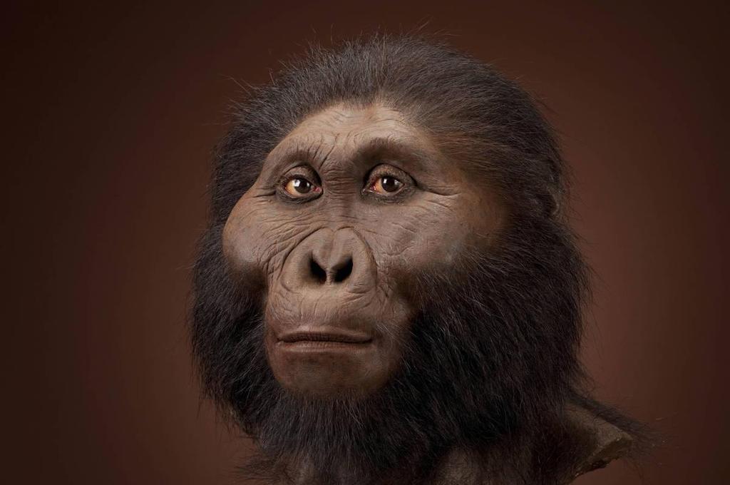 Representative Paranthropus Paranthropus boisei 1.