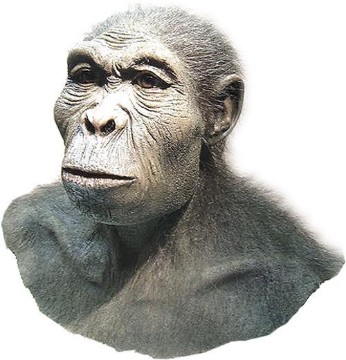 Genus Homo -probably descended from gracile australopiths -early species resembled the australopiths in characteristics