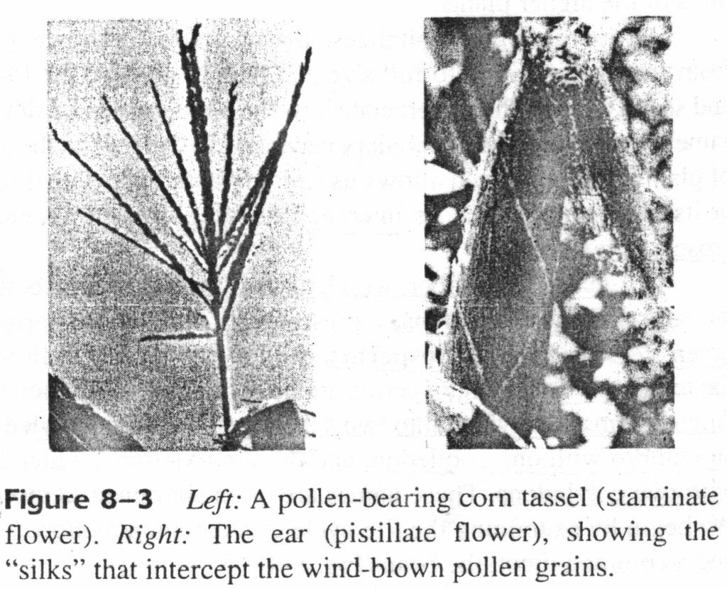 Female flowers, known as pistillate flowers or ears, appear at the base (axil) of one or more sheath leaves. Male flowers, known as staminate flowers or tassels, develop at the top of the plant.