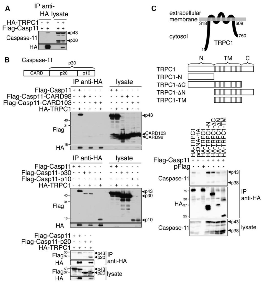 Py et al. Page 12 Figure 1. Caspase-11 Interacts with TRPC1 (A) Lysates of HEK293T cells expressing HA-TRPC1 and FLAG-Casp11 were subjected to anti-ha immunoprecipitation.