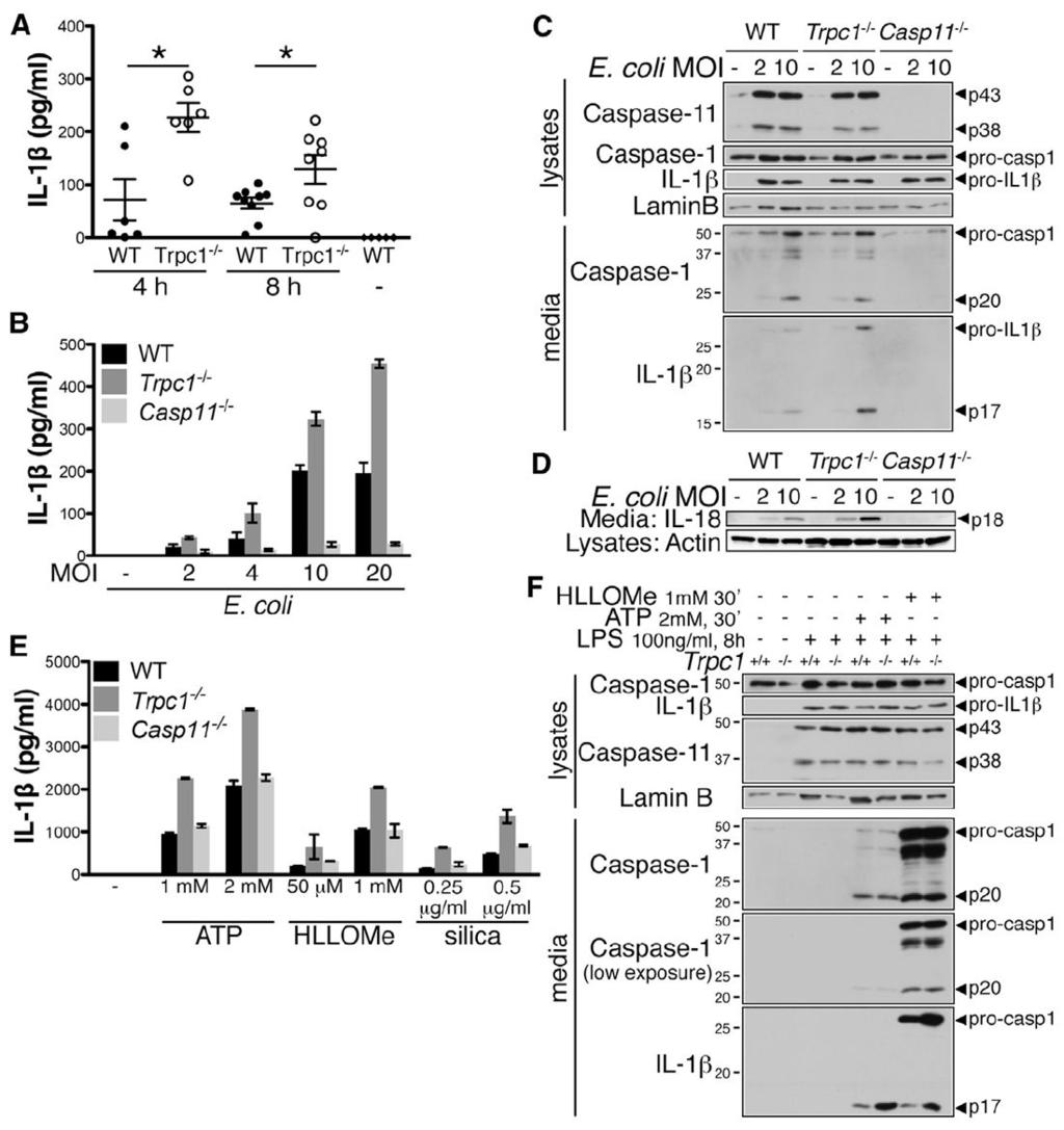 Py et al. Page 15 Figure 4. TRPC1 Inhibits Mature IL-1β Release (A) Trpc1 / mice secrete more IL-1β than WT mice in the serum following LPS challenge.
