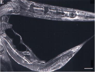 C. elegans L1CAMs expressed