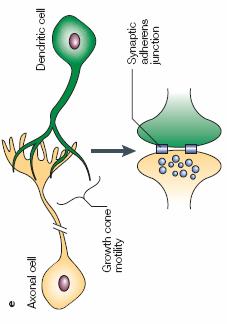 junctions cell migration axon