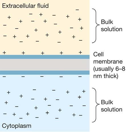 ACTION POTENTIALS No voltage differences exist within open solutions such as the intracellular fluids. Voltage differences exist only across membranes such as the cell membrane.