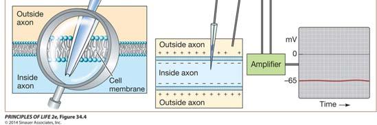 Resting neuron: membrane potential is the resting potential, typically