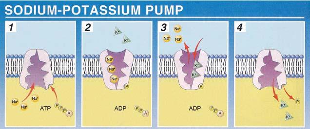 SODIUM-POTASSIUM PUMP SETS UP CONCENTRATION GRADIENTS Ion redistribution occurs through membrane channel proteins and ion transporters in the membrane.