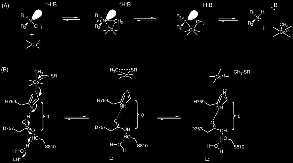 P. Wipf - Chem 2320 11 2/8/2006 Mechanism of cobalamin-dependent methionine synthase Oxidative addition mechanisms: (A) for methyl transfer to cobalamine from CH 3 -H 4 folate and (B) for the