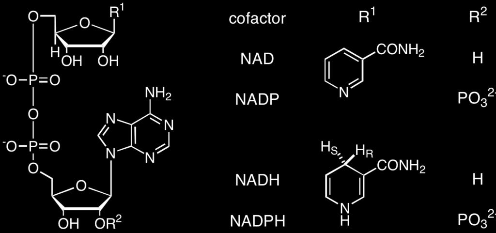 NAD(P)H to an oxidized substrate, is stereoselective and characteristic of individual