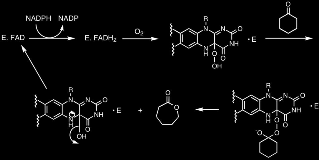 P. Wipf - Chem 2320 5 2/8/2006 Enzymatic Oxidoreductions The enzymatic Baeyer-Villiger reaction (Branchaud, B. P.; Walsh, C. T. J.