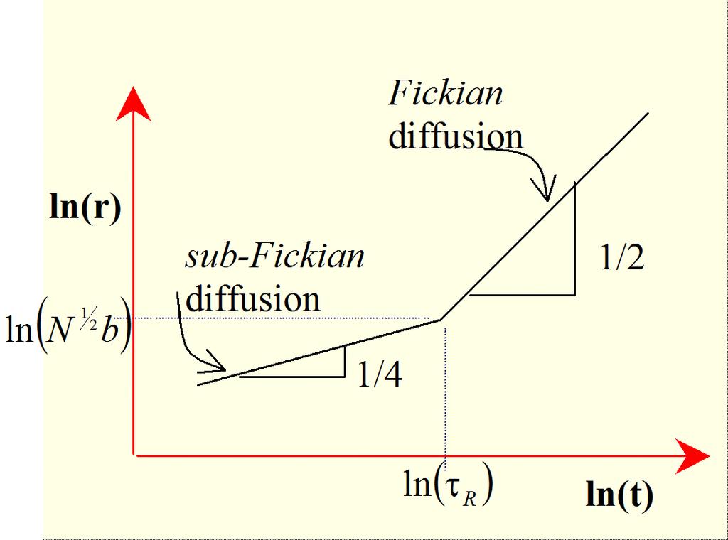Diffusion in the Rouse Model Rouse