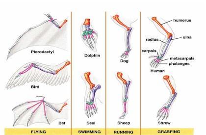 Homologous structures A dolphin flipper, a human hand, and a bat wing are all just variations in size and