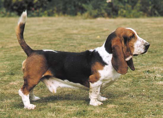 Short-legged dogs (bassets and dachshunds) developed from a single mutation