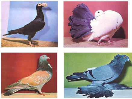 Darwin used pigeons as an example of how variation could