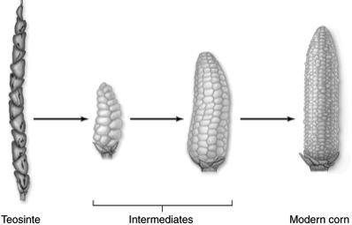 Agriculture Artificial Selection Corn looks very different from its ancestor 10 Can selection produce major evolutionary changes?