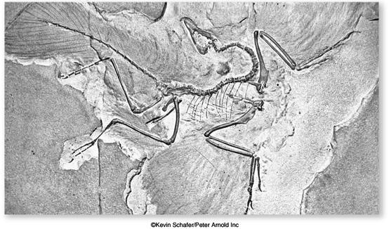 Fossil Evidence of Fossil of Archaeopteryx 16 Fossil Evidence of Recent discoveries Four-legged aquatic mammal Important link in the evolution of whales and dolphins from land-dwelling, hoofed