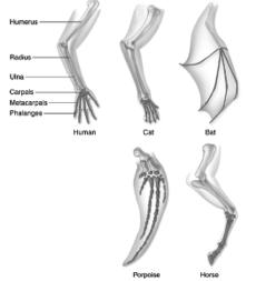 Homology of the bones of the forelimb of mammals 19 Strongest anatomical evidence