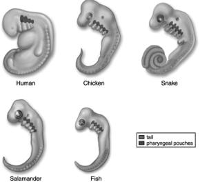 Early vertebrate embryos possess pharyngeal pouches that develop into: In humans:
