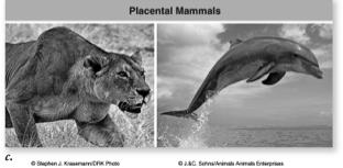 Convergent Marsupials and placentals Marsupials: young are born in an immature condition and held in a pouch until they develop
