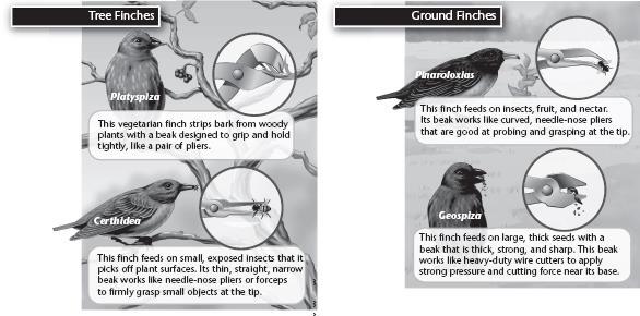 BUILD Understanding Finch Beak Tools An analogy takes two things that seem to be different and shows how they can be similar. 1.