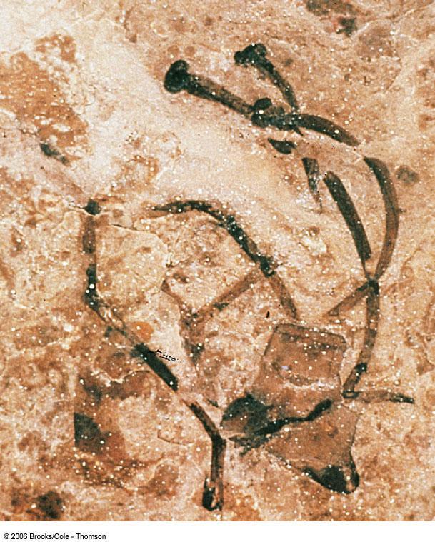 Fossils Fig.