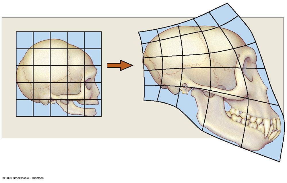 Proportional Changes in Skull