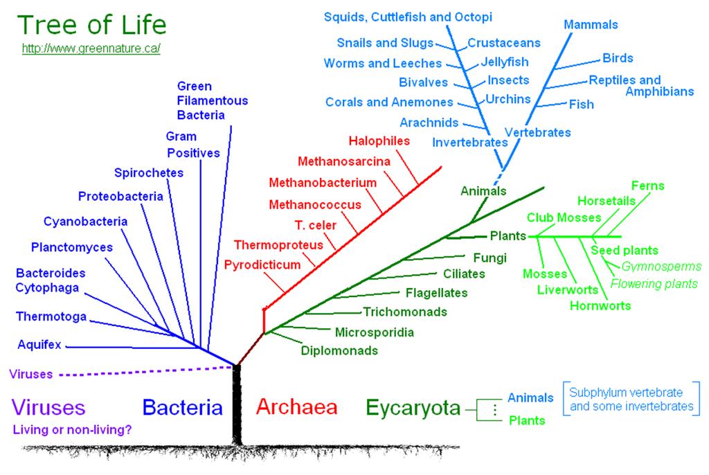Tree of Life 6 kingdoms: Eubacteria (monera)