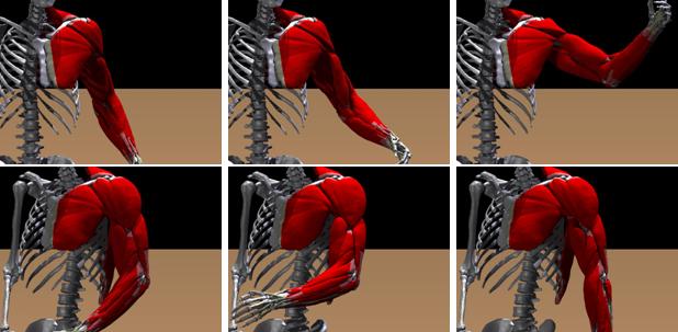 8 JOSEPH M. TERAN, THE MATHEMATICS OF IMAGE PROCESSING Figure 4. Simulation of elasticity for the musculoskeletal system. can solve directly for the displacement (i.e. we don t need to store the velocities as well).