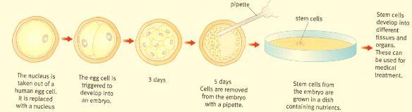 divide The stem cells produced have the same genes as the patient The advantage is that the patient would
