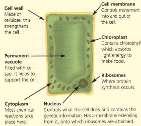Cells The nucleus contains the DNA