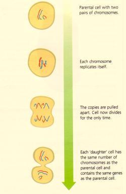 Mitosis Mitosis is the process in which a cell divides to produce two new cells with identical sets of