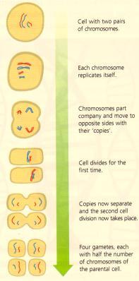 reproduction. Gametes contain half the number of chromosomes of the parent cell.