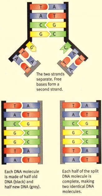 unzipped and instructions are copied onto smaller molecules called messenger RNA (mrna)