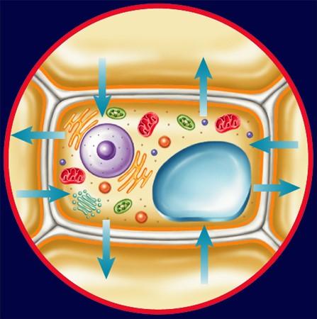 2 Moving Cellular Materials Osmosis The Diffusion of Water If water around the cells would move into them, the cells would fill