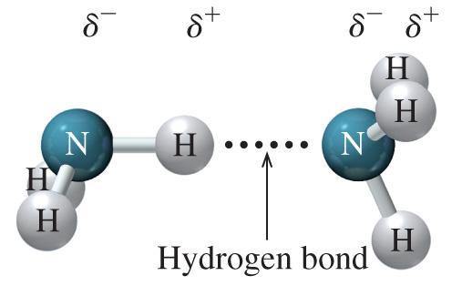 attractions called hydrogen bonds, which occur between the