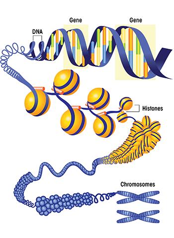 Chromosomes n Genetic info is carried by chromosomes.