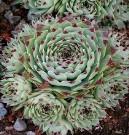 CHOOSING YOUR SUCCULENTS Know the