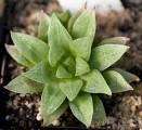 13 STEM SUCCULENTS Stem is enlarged to contain the waterstoring tissues Stem is predominant feature May have non-succulent leaves, deciduous leaves or no leaves May also