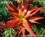 ALOES 19