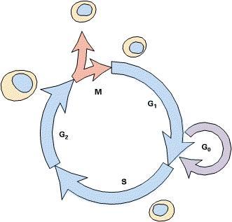 Life Cycle of a Cell Cell