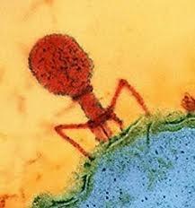 Viruses A T4 bacteriophage injecting DNA into a
