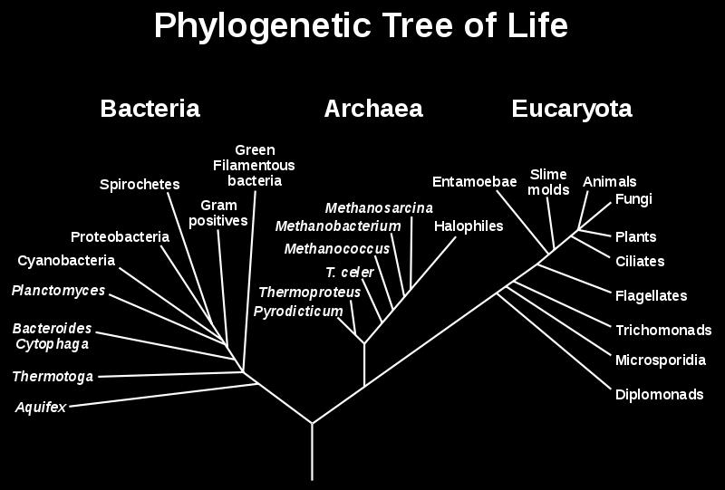 Genotype Tree Building How Related are Organisms? How similar is their genome?