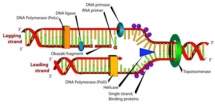 DNA Replication Base Pairing A=T C G http://www.