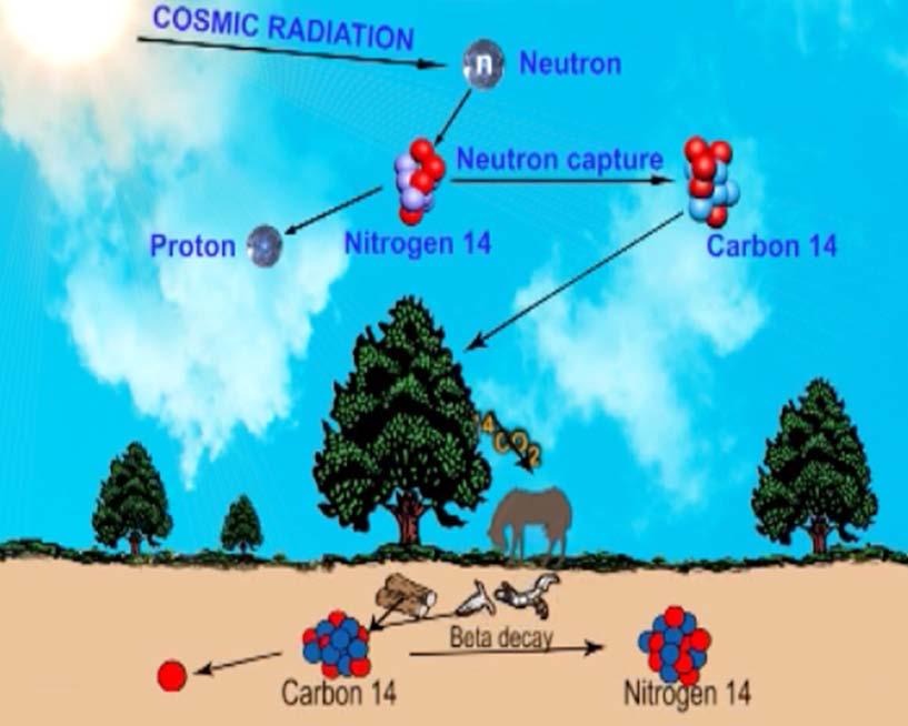 Therefore, like C12, the c 14 atoms readily mix with the oxygen in the earth and produce radioactive carbon dioxide, C14O2. This carbon dioxide is absorbed by plant life in the normal way.